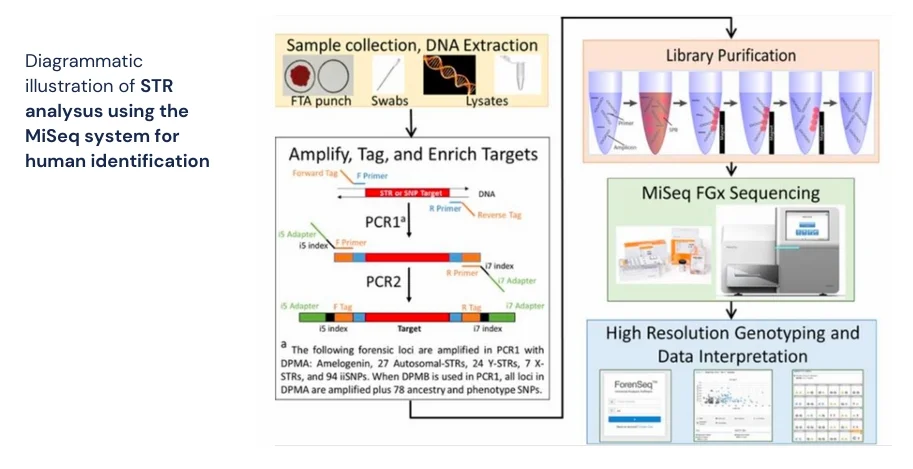 qiangs-workflow-in-humans(2)